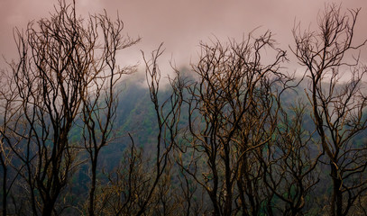 Clouds descend from above, as a storm moves in at dusk over a burned out forest at the base of Mount Vesuvius, in the Campania region of southern Italy.