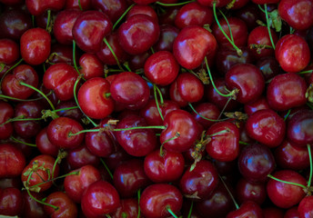 Dusty cherry. Close-up.