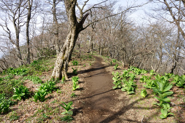 大室山 春の甲相国境尾根