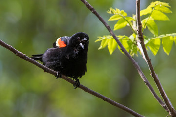 Male  red-winged blackbird (Agelaius phoeniceus)