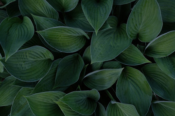 Green Hosta Background