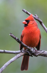  northern cardinal (Cardinalis cardinalis) 