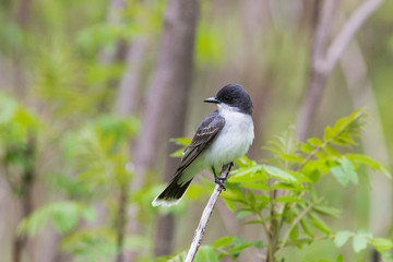 eastern kingbird (Tyrannus tyrannus) in spring