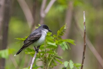 eastern kingbird (Tyrannus tyrannus) in spring