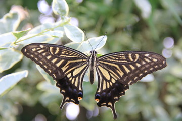 葉にとまったアゲハチョウ(宮城県)