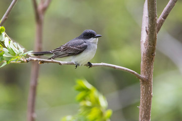 eastern kingbird (Tyrannus tyrannus) in spring