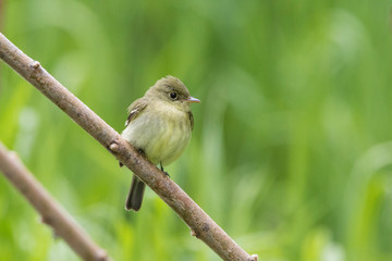 least flycatcher in spring