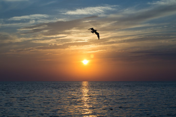Fototapeta na wymiar Sunset over the sea. Flying Seagull