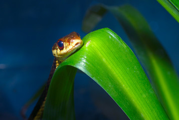 grass-snake reptile snake environment nature animal venomous