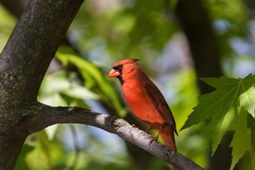  northern cardinal (Cardinalis cardinalis) 