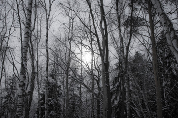 Winter forest. Pale sun shines through the trees