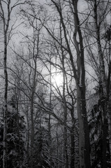 Winter forest. Pale sun shines through the trees