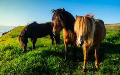 Iceland horeses