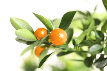 Citrus fruits on branch against blurred background. Space for text