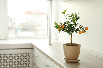 Potted citrus tree on cabinet near window indoors. Space for text
