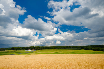 wheat field on a farm in Ohio © Jorge Moro