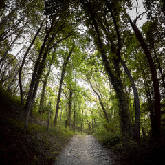 walking on beautiful mysterious forest pathway in springtime