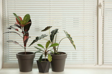 Different potted plants on sill near window blinds. Space for text