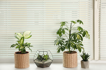 Different potted plants on sill near window blinds. Space for text