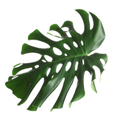 Green fresh monstera leaf isolated on white. Tropical plant © New Africa