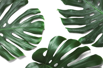 Green fresh monstera leaves on white background, top view. Tropical plant