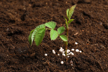 Fresh growing plant and fertilizer on soil, space for text. Gardening time