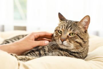Owner stroking cute cat on pillow indoors, closeup. Friendly pet