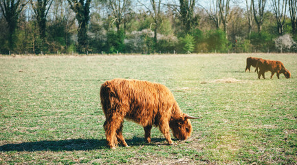 Male Scottish Highland cattle in green fields resting at sun in grass vibrant green grass 