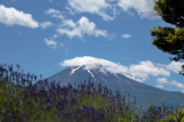 Fototapeta premium Mt.Fuji & lavender field