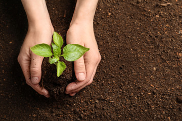 Woman holding green seedling on soil, top view. Space for text