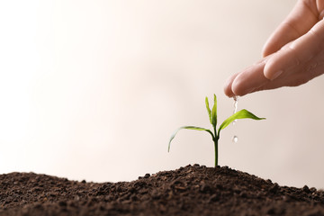 Woman pouring water on young seedling in soil against light background, closeup