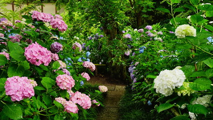 矢田寺の紫陽花