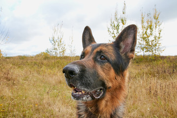 Dog German Shepherd outdoors in an autumn