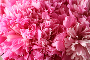 Fragrant peonies as background, closeup view. Beautiful spring flowers
