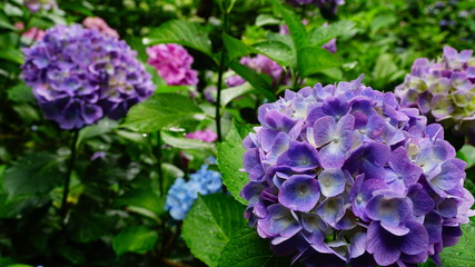 矢田寺の紫陽花