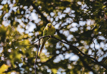 Birds in Kensington Palace Gardens