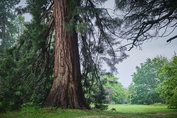 Giant Redwood Sequoia tree in English parkland