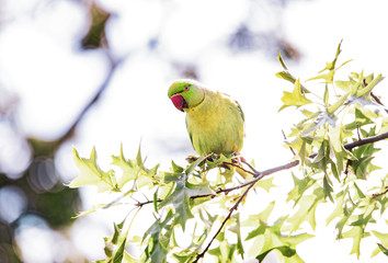 Birds in Kensington Palace Gardens