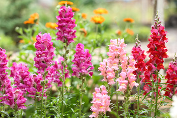 Beautiful spring flowers in garden on sunny day