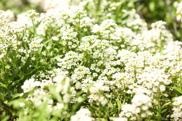 Beautiful spring flowers in garden on sunny day