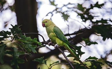 Birds in Kensington Palace Gardens