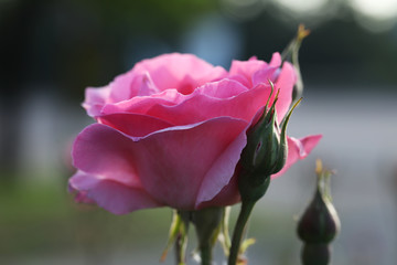 Bright blooming rose against blurred background. Beautiful flower