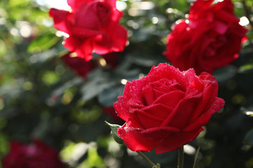 Beautiful blooming rose in garden on sunny day, space for text