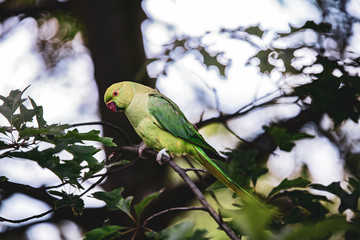 Birds in Kensington Palace Gardens