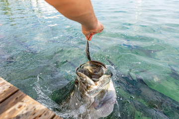 Tarpon feeding in the Keys in Florida. Close up of man hand feeding big tarpons fish jumping out of...