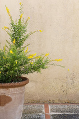 Yellow broom genista flowers