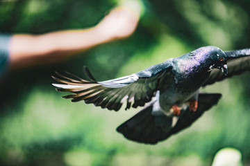 Birds in Kensington Palace Gardens