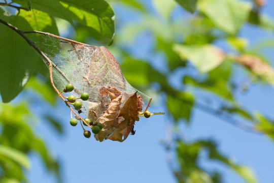 Spinnmilbe Tetranychidae Sch&auml;dling Spinnennetz Baum