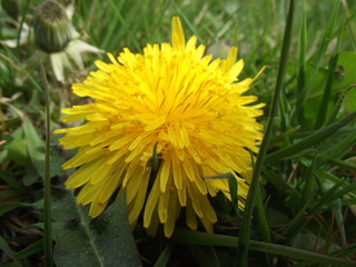 Dandelion in grass