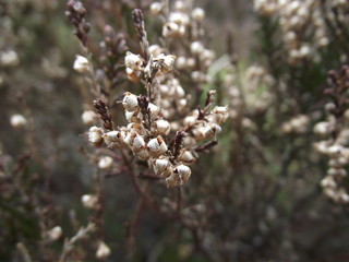 White flowers on a thorny bush